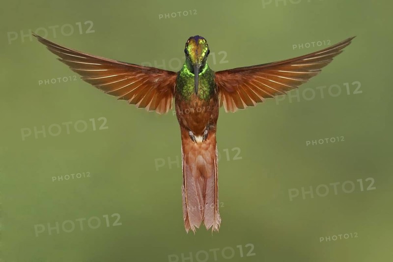 Rainbow Starfrontlet (Coeligena iris), Ecuador