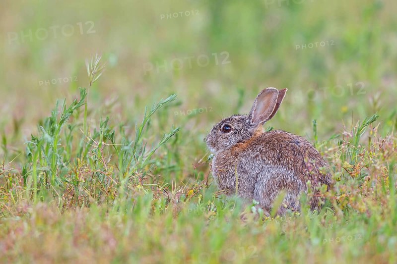 European rabbit (Oryctolagus cuniculus), European rabbit, common rabbit, conejo común, conejo europeo, lapin de garenne, lapin commun, Hides de El Taray, Villafranca de los Caballeros, Castilla La Mancha / Toledo, Spain