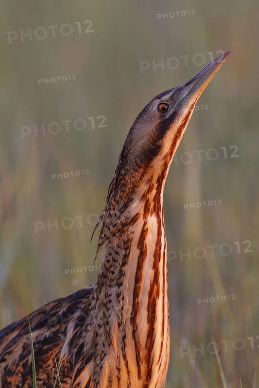 Eurasian Bittern (Botaurus stellaris) foraging, Austria