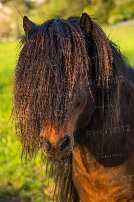 Pony stallion with flowing mane, portrait, black-brown. Evening, golden hour. Germany