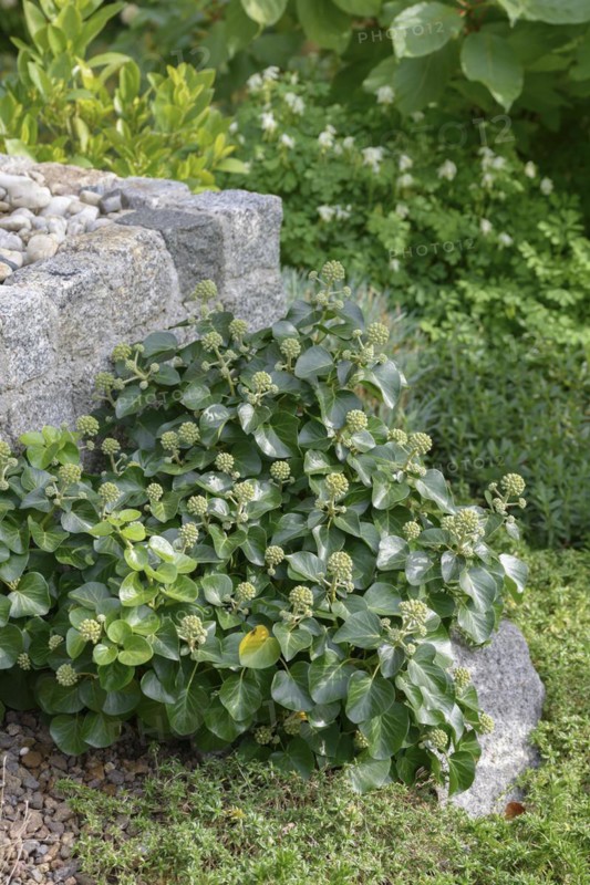 Shrub ivy (Hedera hibernica 'Arbori Compact'), An den Dorfwiesen 9, Laußnitz, Saxony, Germany