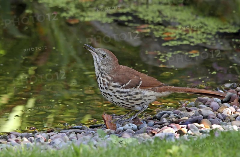 Brown Thrasher (Toxostoma rufum), Saskatchewan, Canada