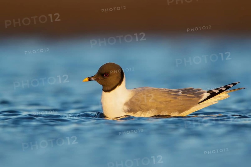 Sabine's Gull (Xema sabini) feeding along a river in Nome, Alaska