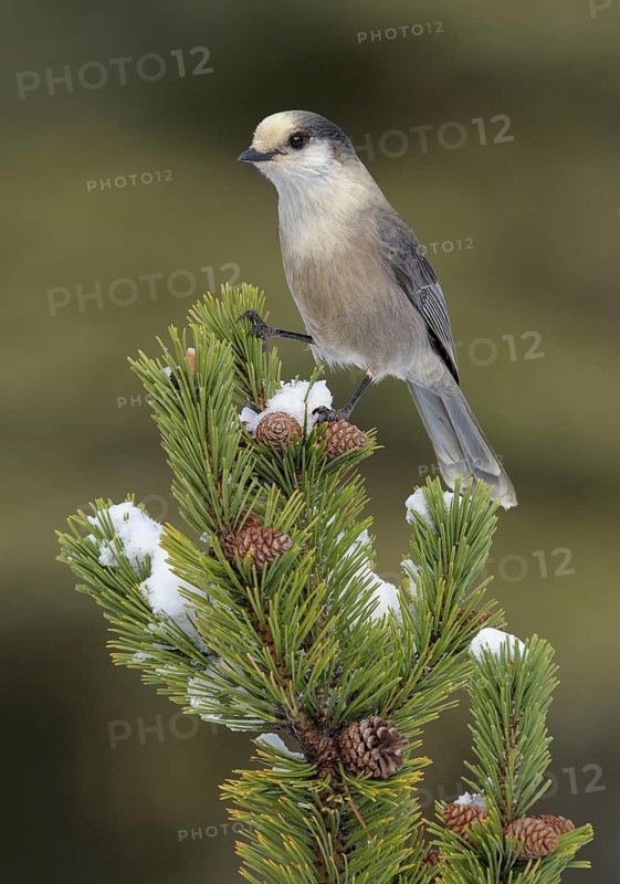 Grey Jay (Perisoreus canadensis) perched on a branch, Alaska, USA