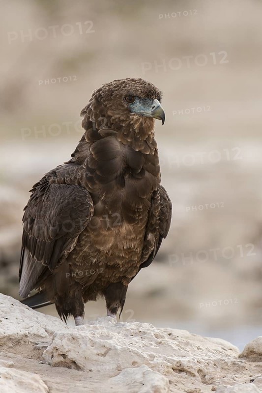 Bateleur (Terathopius ecaudatus) juvenile, Northern Cape, South Africa
