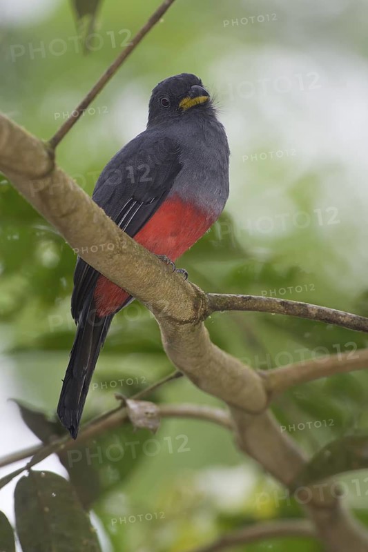 Choco Trogon (Trogon comptus) female, Rio Silanche, Ecuador