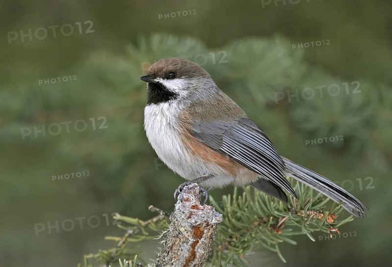 Boreal Chickadee (Poecile hudsonicus), Saskatchewan, Canada