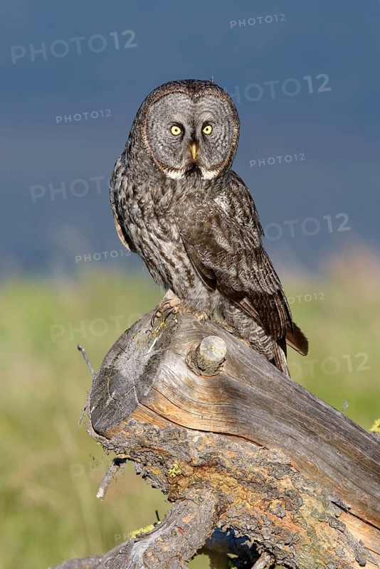 Great Grey Owl (Strix nebulosa) perched on stump, British Columbia, Canada