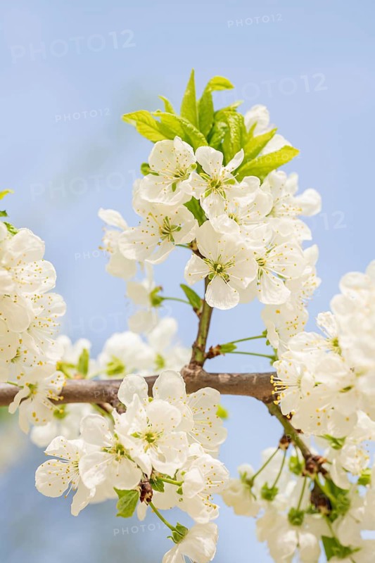 Crisp white blossoms of a plum tree bloom vibrantly against a clear blue sky, capturing the essence of spring's renewal and natural beauty, symbolizing freshness and vitality