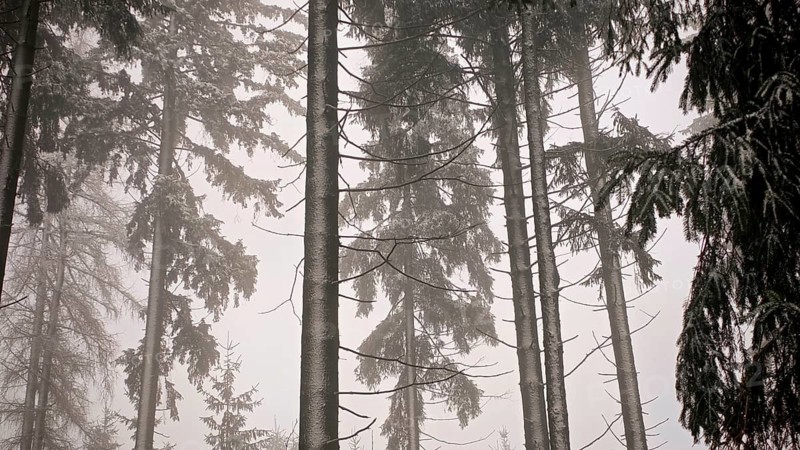 Foggy winter atmosphere with dense fir trees (abies) in the forest, hiking in winter on the Rennsteig, Franconian Forest nature park Park