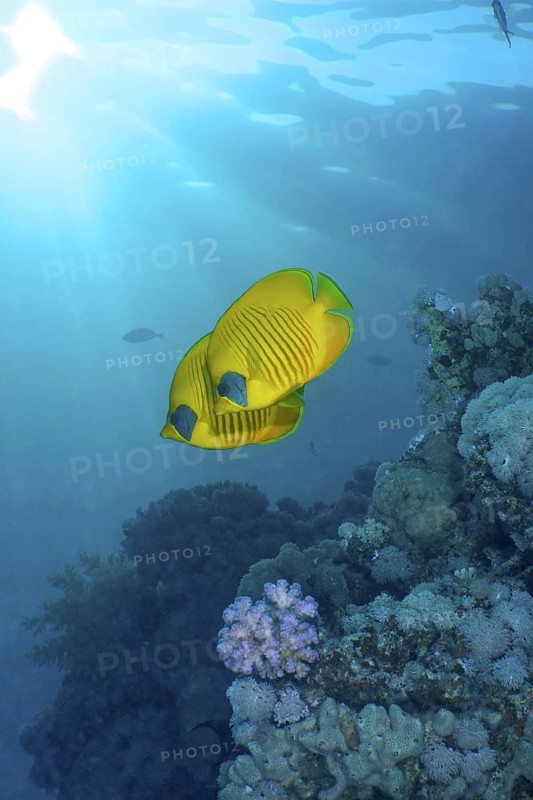 Maskarill masked butterflyfish (Chaetodon semilarvatus)