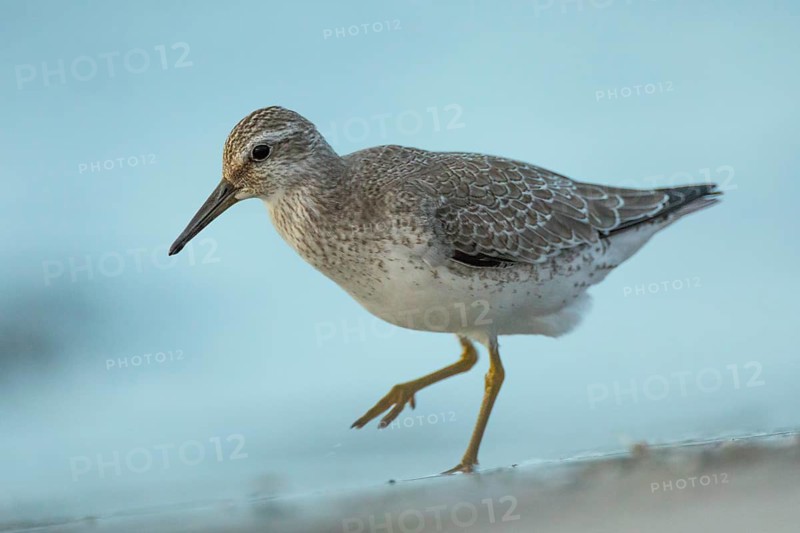 Red Knot (Calidris canutus) foraging, Mecklenburg-Western Pomerania, Germany