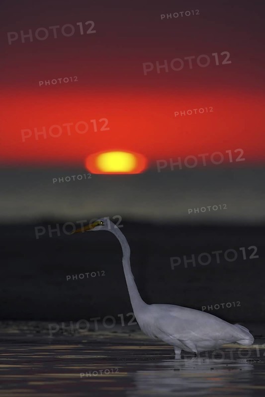 Great Egret (Ardea alba), Florida, USA