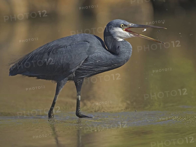 Western Reef Heron (Egretta gularis) foraging, Gambia