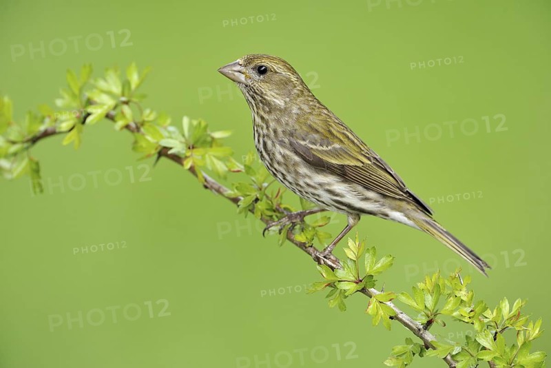 Purple Finch (Haemorhous purpureus) female, British Columbia, Canada