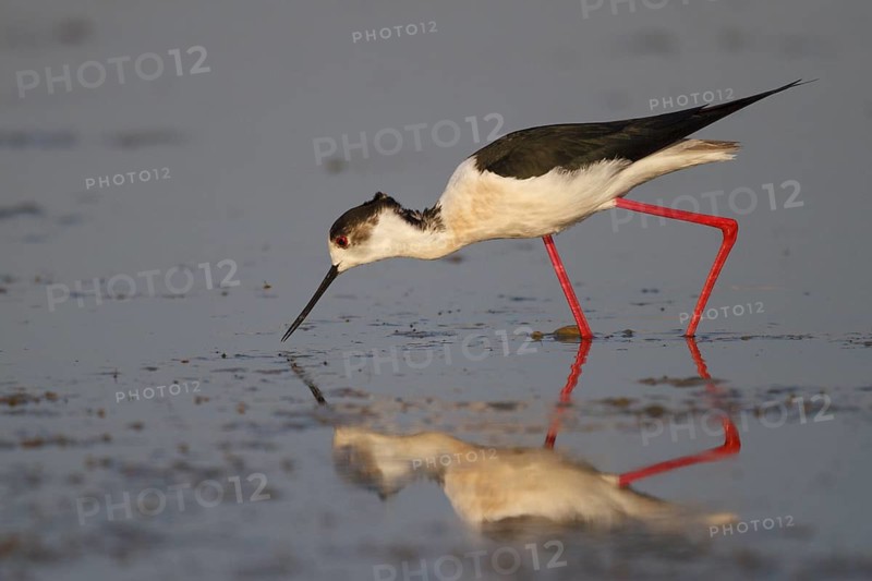 Black-winged Stilt (Himantopus himantopus) foraging, Greece