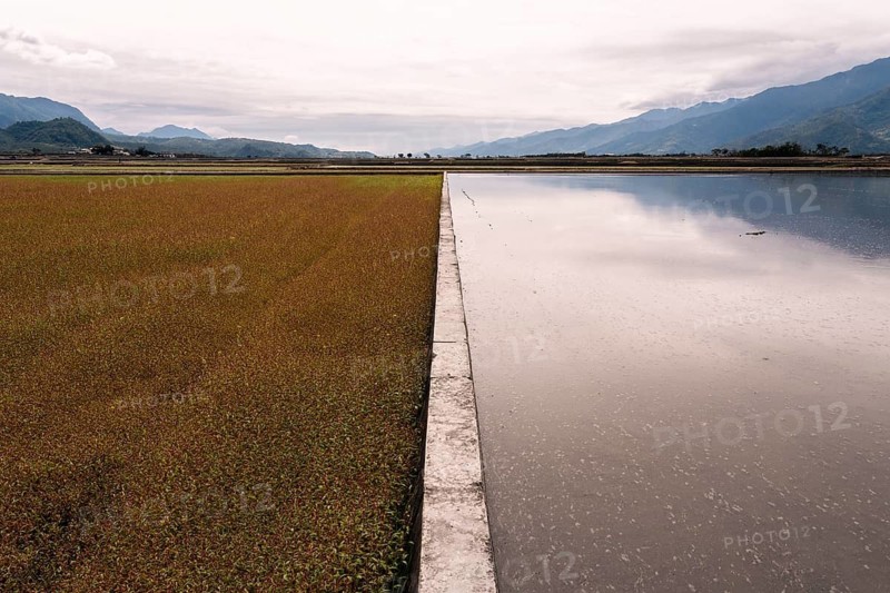 Expansive Asian rice fields and tranquil water reflections, bordered by distant mountains under a cloudy sky, showcasing natural beauty and agricultural harmony
