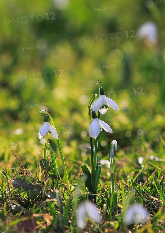 Snowdrop (Galanthus nivalis), North Rhine-Westphalia, Germany