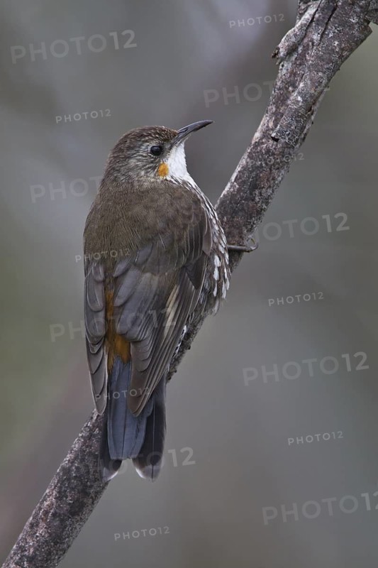 White-throated Treecreeper (Cormobates leucophaea) juvenile female, New South Wales, Australia