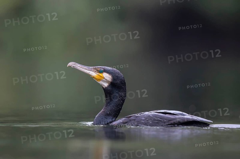Great Cormorant (Phalacrocorax carbo), North Rhine-Westphalia, Germany