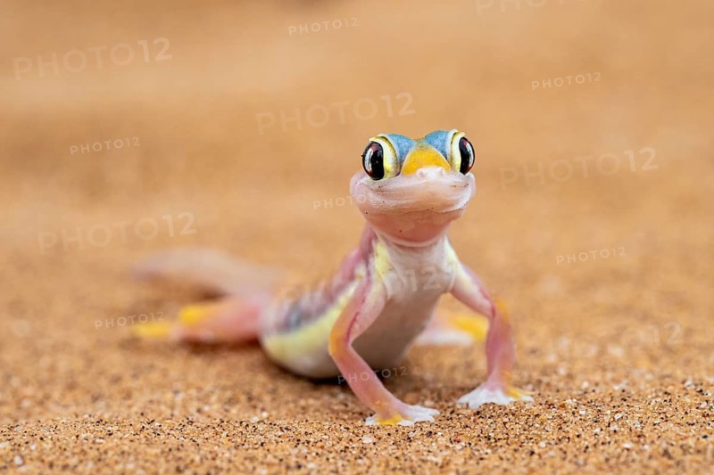 Palmato gecko (Pachydactylus rangei), Namib Desert, Namibia