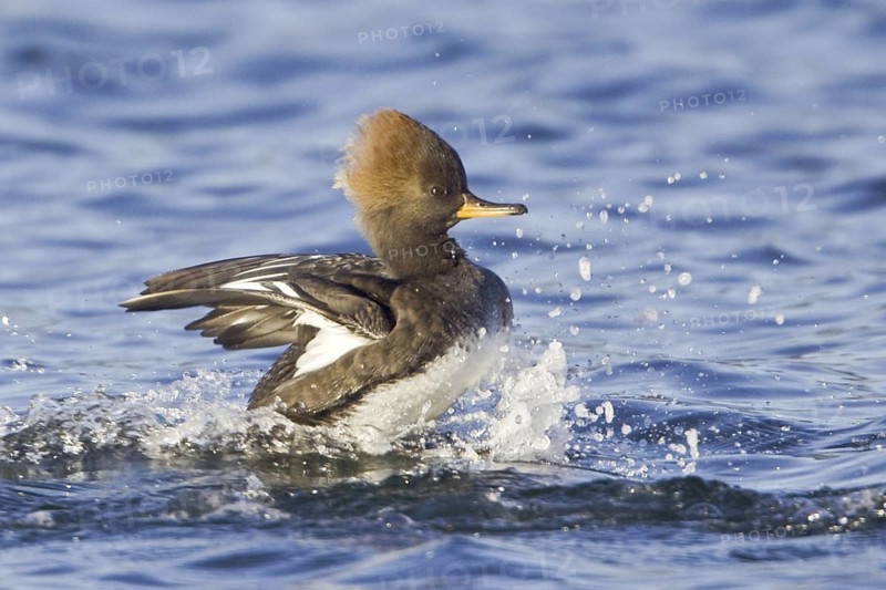 Hooded Merganser (Lophodytes cucullatus) female flying, British Columbia, Canada