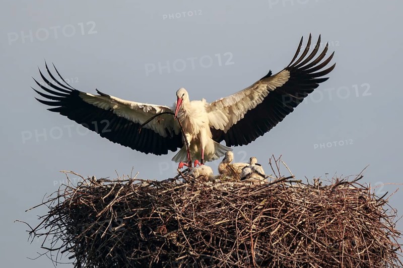 White Stork (Ciconia ciconia) with chicks in nest, North Rhine-Westphalia, Germany