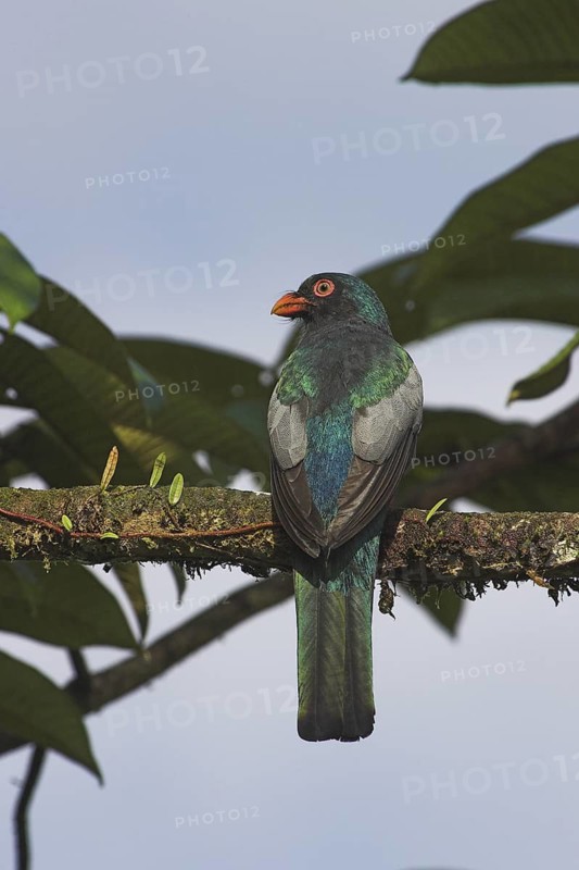Slaty-tailed Trogon (Trogon massena) male, Costa Rica