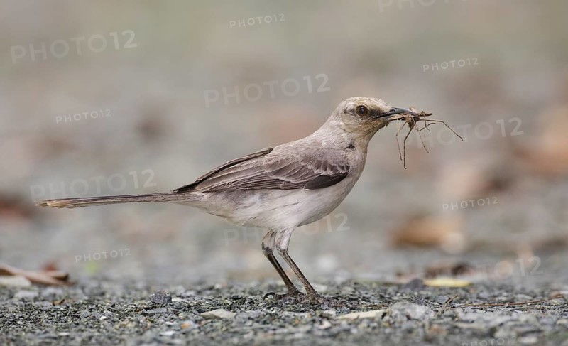 Tropical Mockingbird (Mimus gilvus tobagensis), Trinidad and Tobago