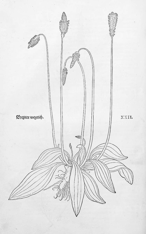 Hoary Plantain (Plantago media), woodcut by Leonhart Fuchs, from New Kreüterbuch, neues Kräuterbuch, Michael Isingrin, Basel, Switzerland, 1543