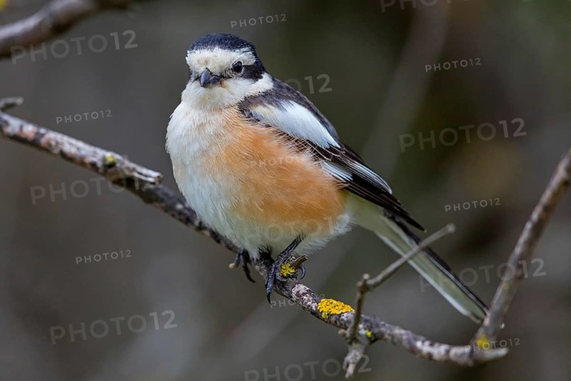 Masked shrike, (Lanius nubicu), animals, birds, family of shrikes, perching site, biotope Lesbos Island, Lesbos, Greece