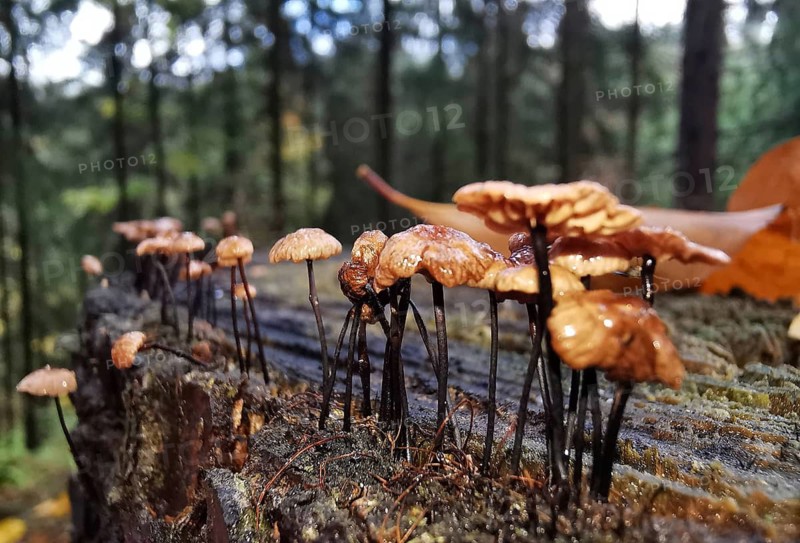 Small mushrooms (armillaria) growing on a tree stump in the forest in close-up and looking as if they were climbing down one after the other, Franconian Forest nature park Park