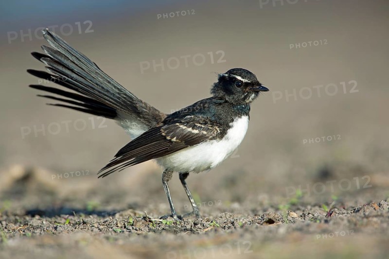 Willie Wagtail (Rhipidura leucophrys) juvenile, Victoria, Australia