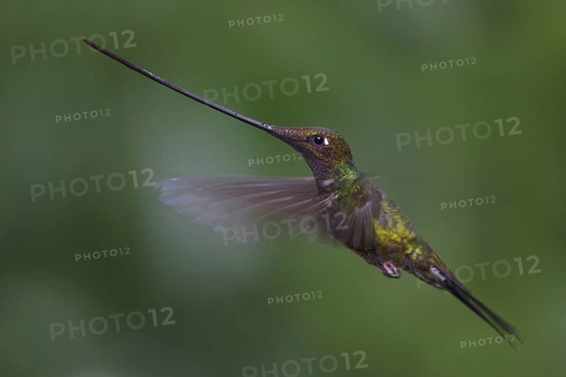 Sword-billed Hummingbird (Ensifera ensifera) flying in eastern Ecuador, South America