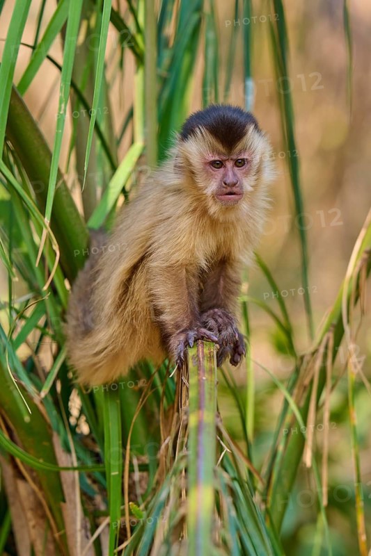 A capuchin monkey rests on a bamboo and gazes calmly into the distance, Capuchin monkey (Sapajus apella), Pantanal, Mato Grosso, Brazil