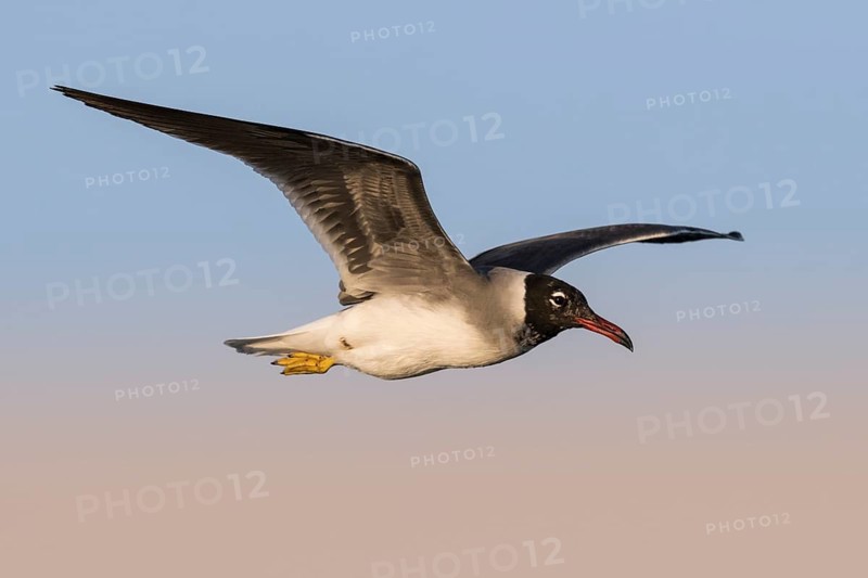 White-eyed Gull (Ichthyaetus leucophthalmus) juvenile flying, Eilat, Israel