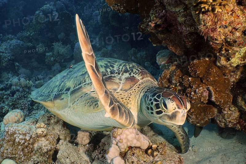 Green turtle (Chelonia mydas)