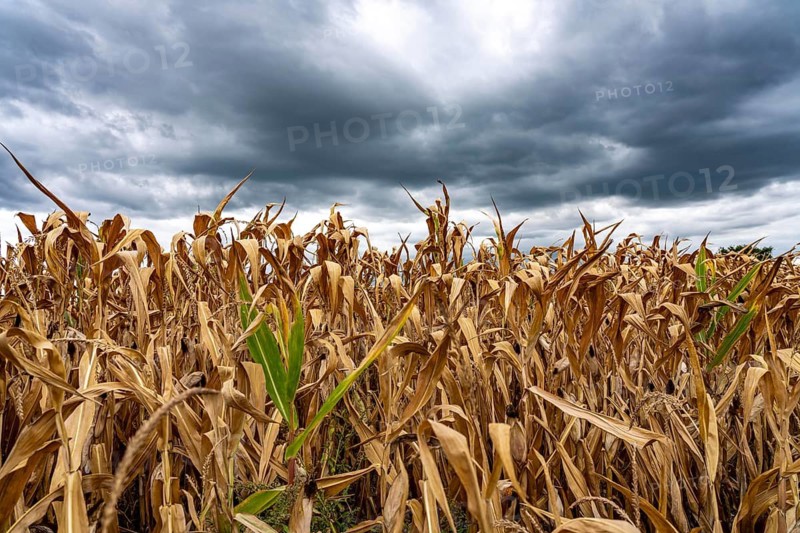 Maize field near Hünxe, dry plants, still being harvested, mostly used for concentrated feed for pigs, cattle and chickens, gloomy storm clouds, North Rhine-Westphalia, Germany