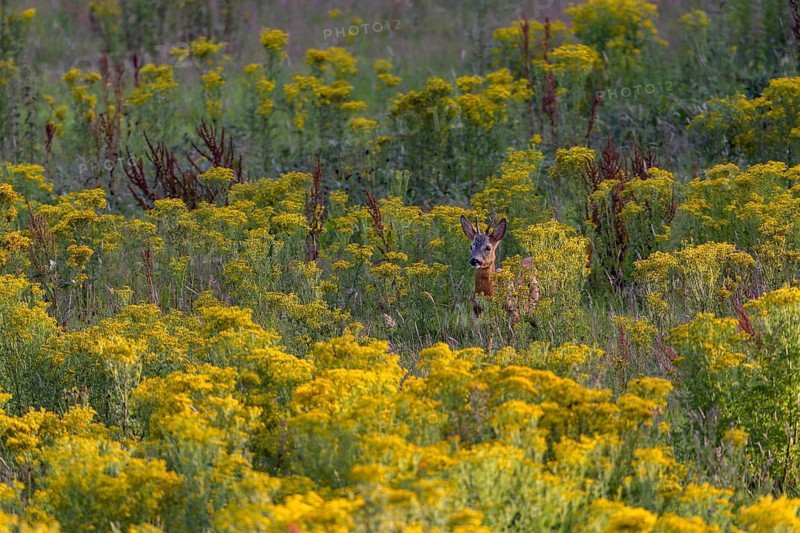A doe attracts the attention of a roebuck (Capreolus capreolus), dangerous, flower meadow, summer coat, July, Germany