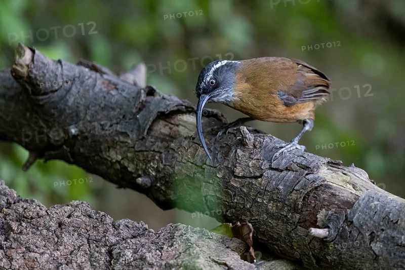 Dünnschnabelsäbler (Pomatorhinus superciliaris forresti) perched on a log, Yunnan, China