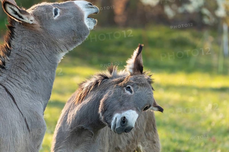 Close up of two donkeys (Equus asinus) showing their teeth with a flehmen response in a sunny field