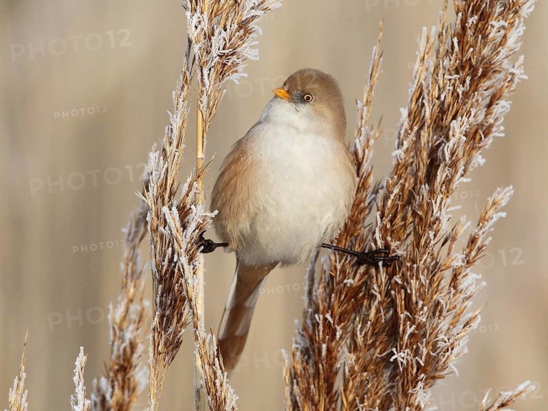 Bearded Reedling (Panurus biarmicus) female, Saxony-Anhalt, Germany
