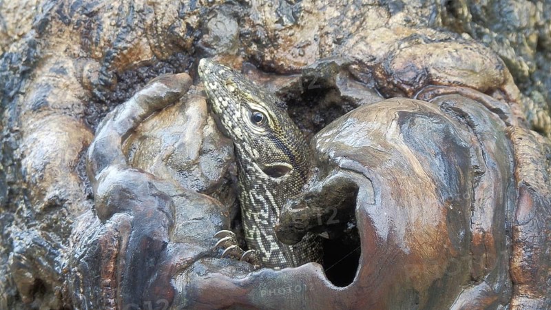 A Bengal monitor lizard (Varanus bengalensis) hiding in a tree hollow with a wood bark pattern, Sri Lanka