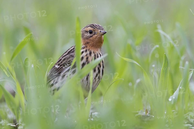 Red-throated Pipit (Anthus cervinus) male, Grobnik, Croatia