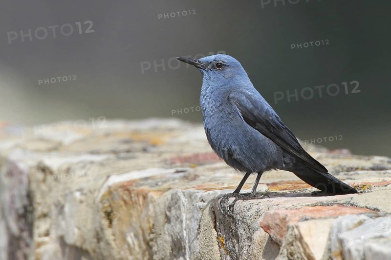 Blue Rock Thrush (Monticola solitarius) male, Extremadura, Spain
