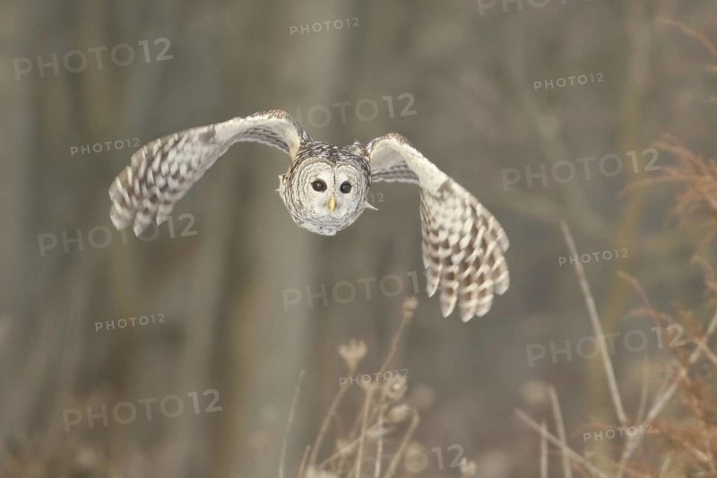 Barred Owl (Strix varia) flying, Ontario, Canada