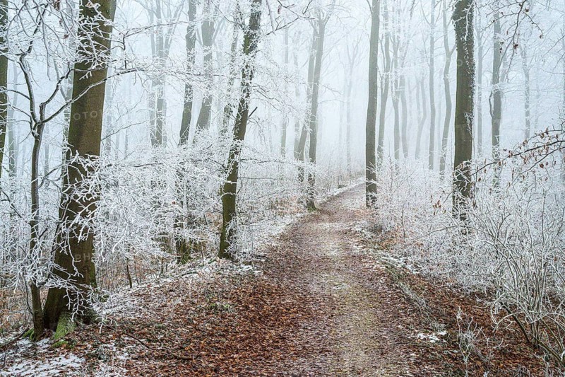 Snow-covered beech forest (Fagus sylvatica) on the Hermannsweg, Terra Vita nature park Park, Dissen am Teutoburger Wald, Lower Saxony, Germany