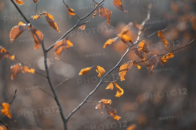 European beech (Fagus sylvatica), discoloured leaves and branches, shallow depth of field, Hainich National Park, Türingen, Germany