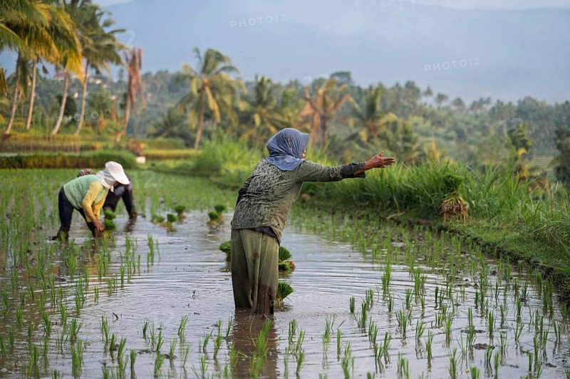 Farmers work in a lush Indonesian rice field, surrounded by tropical palms. The serene landscape reflects traditional agricultural practices and the natural beauty of the area