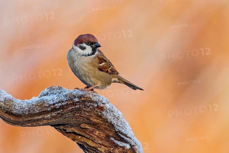 Eurasian Tree Sparrow (Passer montanus), Saxony-Anhalt, Germany